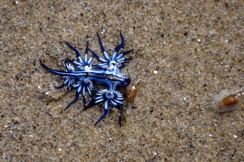 alexmurison:  This past month has been the spawning season for the Great Barrier Reef so there’s been a lot of activity going on in the water and lots of unusual and amazing creatures appearing on the coastline. Including these beautiful Blue Glaucus