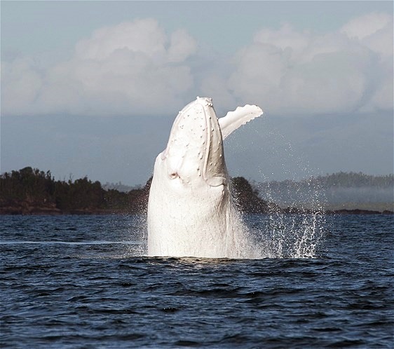 thelovelyseas:  These stunning images capture a graceful show by a rare white humpback