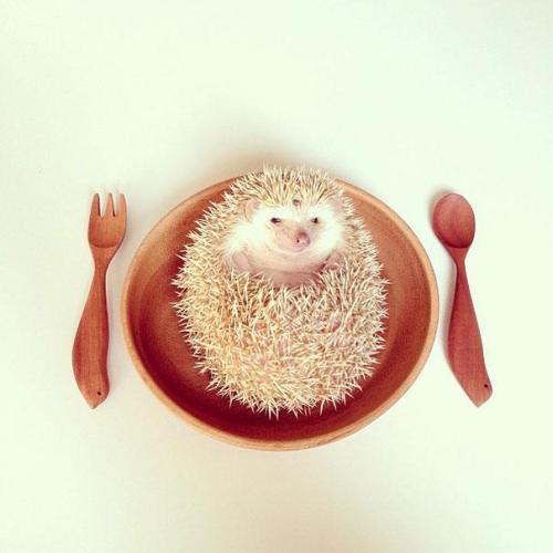 two-tickets-to-taradise:  teamfreepiee:  f-l-e-u-r-d-e-l-y-s:  The Cutest Little  hedgehog in the World Focus on the photographic series Shota Tsukamoto with his hedgehog elected the world’s cutest. Based in Japan, she staged an original and fun way