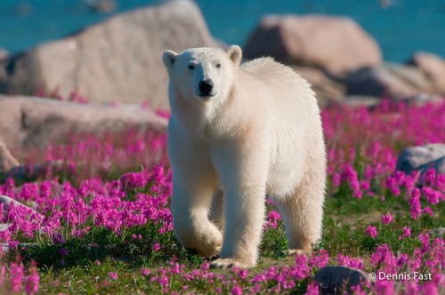 mymodernmet:Interview: Playful Photos of Polar Bears Frolicking in Flower Fields During Summer 