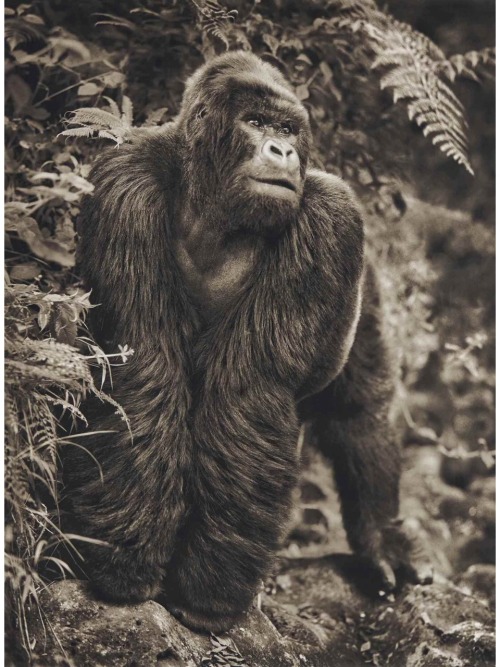 Gorilla on Rock, parc des volcans.2008.Pigment print mounted.122.3 x 91 cm.Source : Christie&rsquo;s