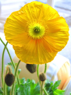 piprobinthegarden: Crepe paper petals of a Poppy blossom.