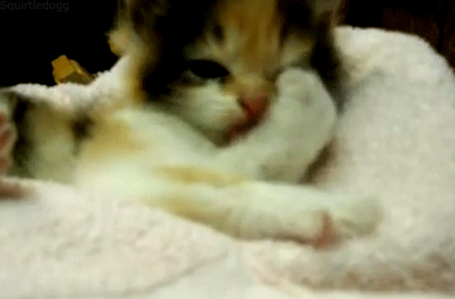 Cats - So Cute