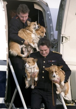 Corgnelius:  Corgiaddict:  Corgidogsorg:  The Life Of Royal Corgis.  I Love This