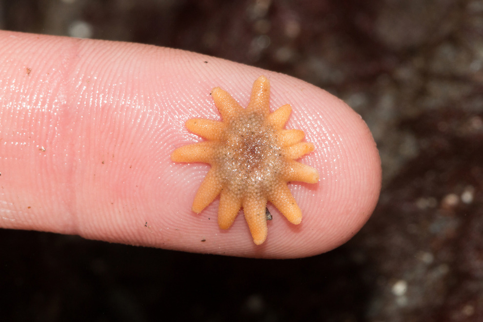 mothernaturenetwork:
“This is what a baby starfish looks like
This is a juvenile Solaster dawsoni or morning sun star. Don’t let its adorable diminutive size mislead you – this little squirt will grow up to be a voracious predator, feasting on other...