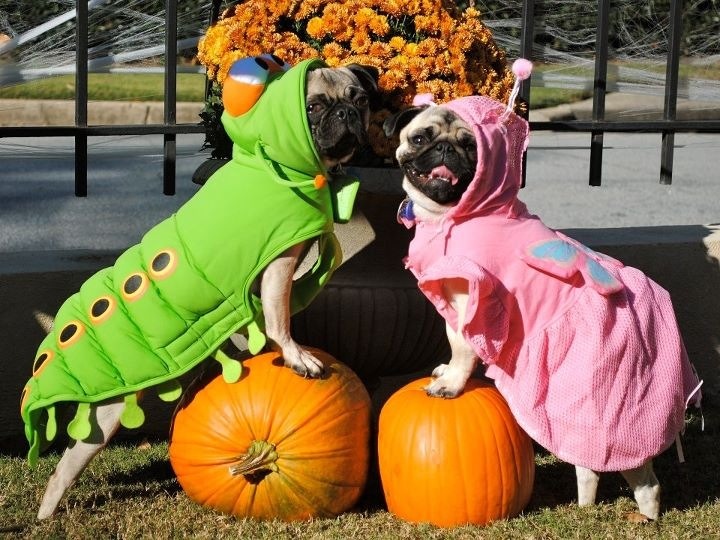 My Pug Obsession