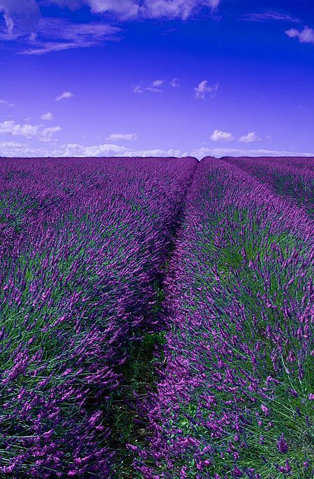 flowersgardenlove:  Provence lavender fi Beautiful 