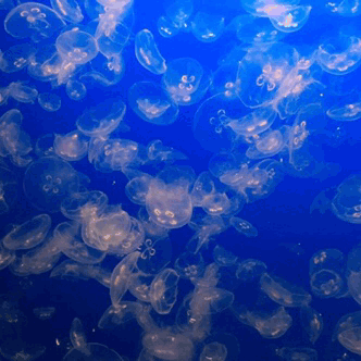 ribcvges:conversed with the jellies today