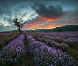 like-wildfire:  Lavender in Bulgaria by krasi