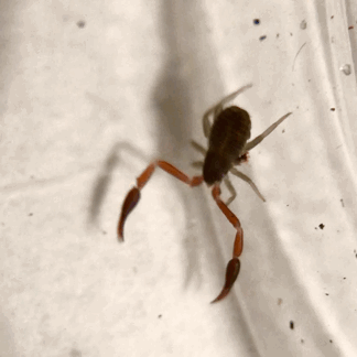 Gifs Of Various Pseudoscorpions