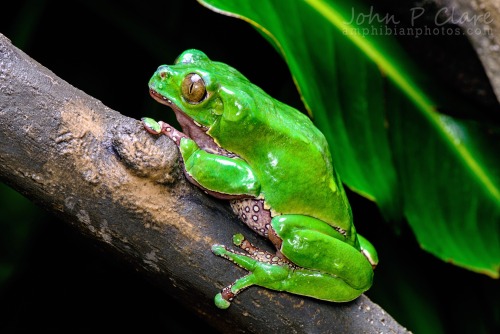 wapiti3: Phyllomedusa sauvagii, commonly known as the waxy monkey tree frog, waxy monkey frog or p