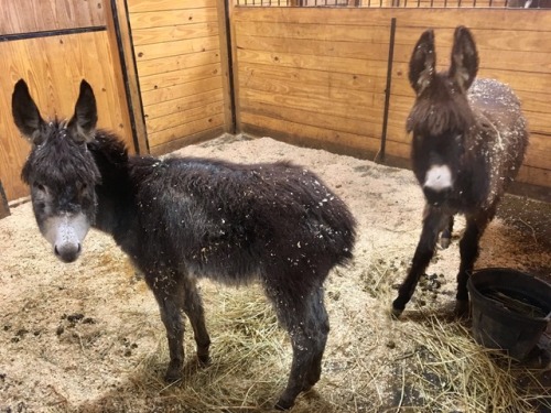 foxy-filly:The donklings have been enjoying their fresh shavings.