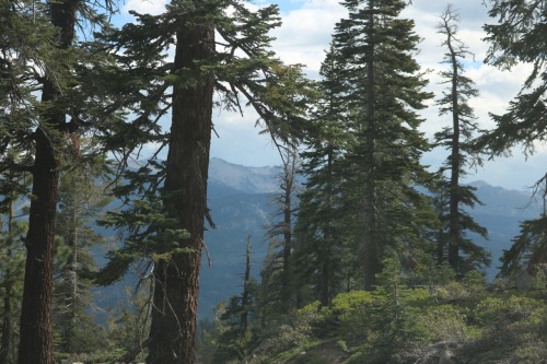 vhord:  nuhstalgicsoul:  My solo adventure today in the Sierra Nevadas  strictly nature