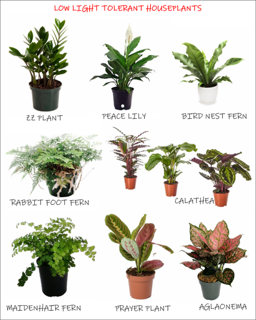 Low Light Tolerant Houseplants.  Keep in mind that just because plants are low light tolerant doesn’