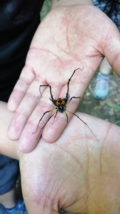 onenicebugperday:Ornate harvestmen in the genus Sadocus, Gonyleptidae, found in South America. All p