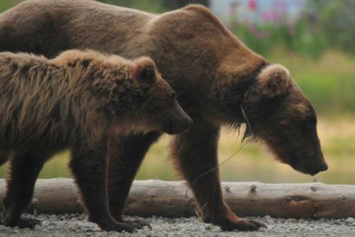 Update on Divot the Bear From the Bear Cam Rangers in Katmai National Park:Earlier today, many of 