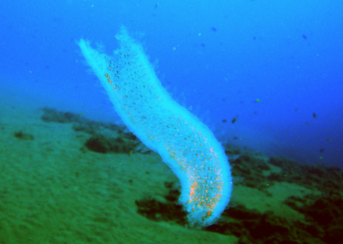 astronomy-to-zoology: Pyrosoma atlanticum …is a species of pelagic colonial tunicate found in