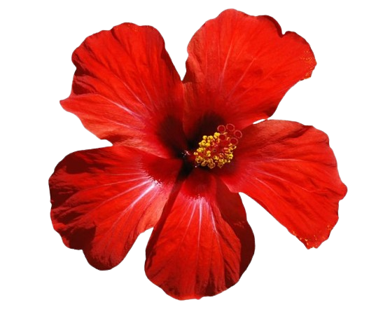 red flower