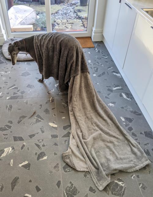 hitmewithcute:My greyhound was snoozing under blankets in her bed but then decided she wanted to loo