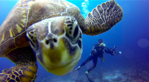 mermaids-be-hatin:  Here is a photo from my recent Galapagos trip of a curious green Sea Turtle checking out my camera. This photo was taken with a gopro hero 3   ~crush from finding nemo comes to mind~