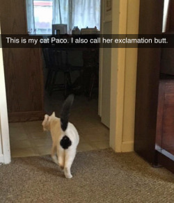 littleliongod: areseise:  tastefullyoffensive: (via slayrgerl) -dead-  That cat’s ass has a quest for me. 