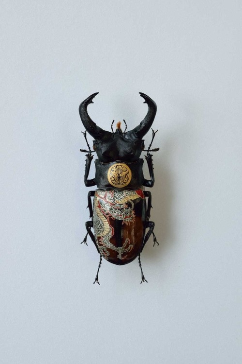 steampunktendencies:  Oil on Beetle by Akihiro Higuchi  