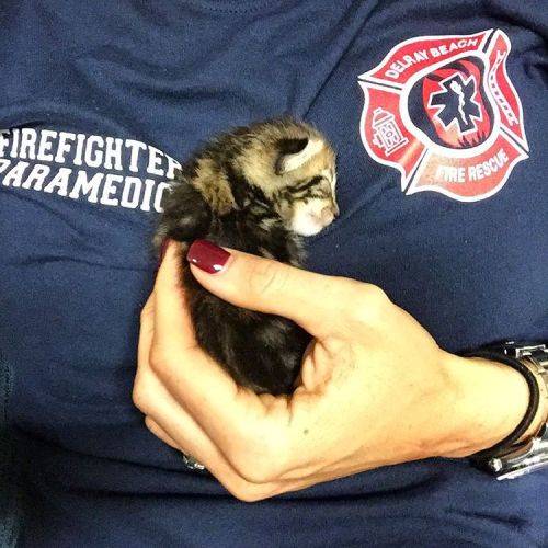 Sometimes we save animal lives too! This little guy lost its mommy&hellip; . #safehaven ##kitten #to