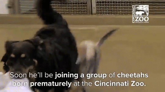 sizvideos:  This cheetah cub’s best friend is a dog - Full video 