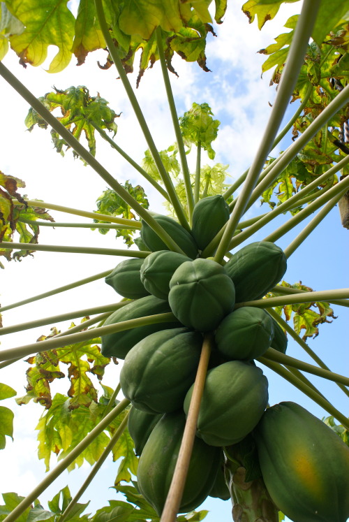 Papaya