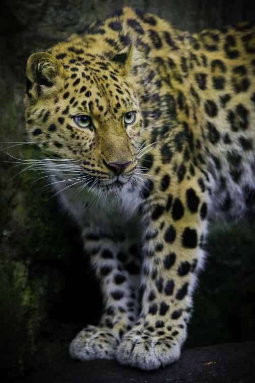 musts:  © Phillip Burgess  Amur Leopard