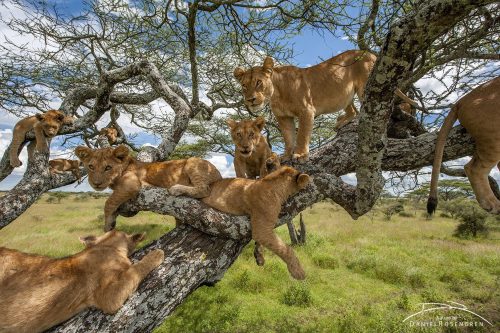 somecutething:11 Lions in a Tree!! (via Daniel Rosengren)