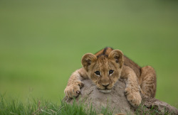    Acclaimed photographer and filmmaker Beverly Joubert took these shots during the filming of The Last Lions.  In The Last Lions, filmmakers Dereck and Beverly Joubert follow the epic journey of a lioness named Ma di Tau (“Mother of Lions”) as