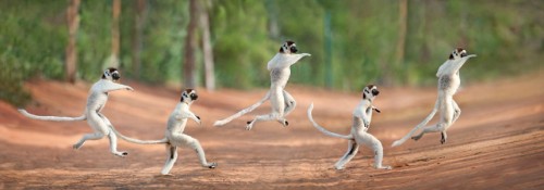 Wildlife photographer Dale Morris created this multiple exposure photo of a lemur scampering across the ground in Madagascar, Africa Picture: Dale Morris / Barcroft Media