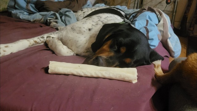 scoutingthetrooper:everyone look at my dog and his crooked bone nose 