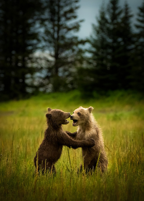 precariously-close:  Dancing Bear Cubs by adult photos