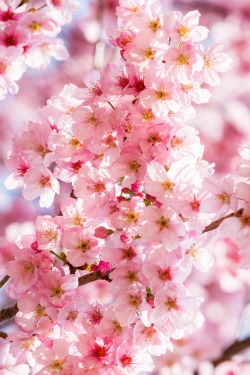 disminucion:  Cherry Blossom Shinjuku Gyoen