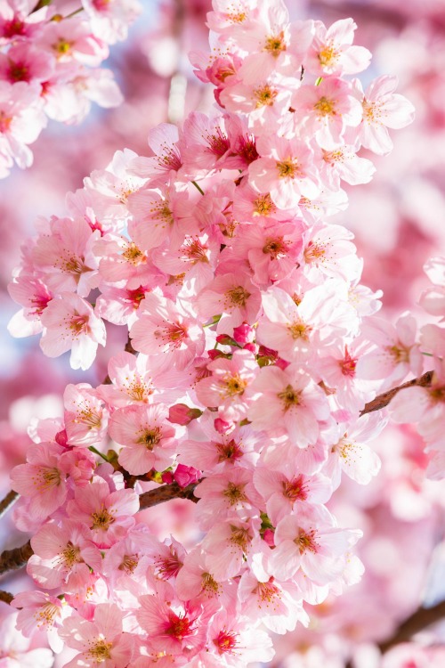disminucion:  Cherry Blossom Shinjuku Gyoen Garden Tokyo, Loïc Lagarde | Website