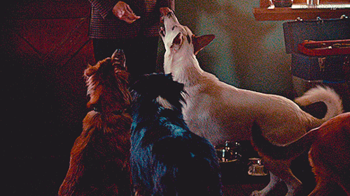 rocktheholygrail:Hannibal 1x04 - “Œuf”Hannibal feeding Will’s dogs