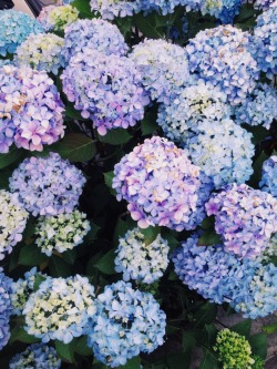 maryamazing:  pretty hydrangeas in this totally not pretty town 