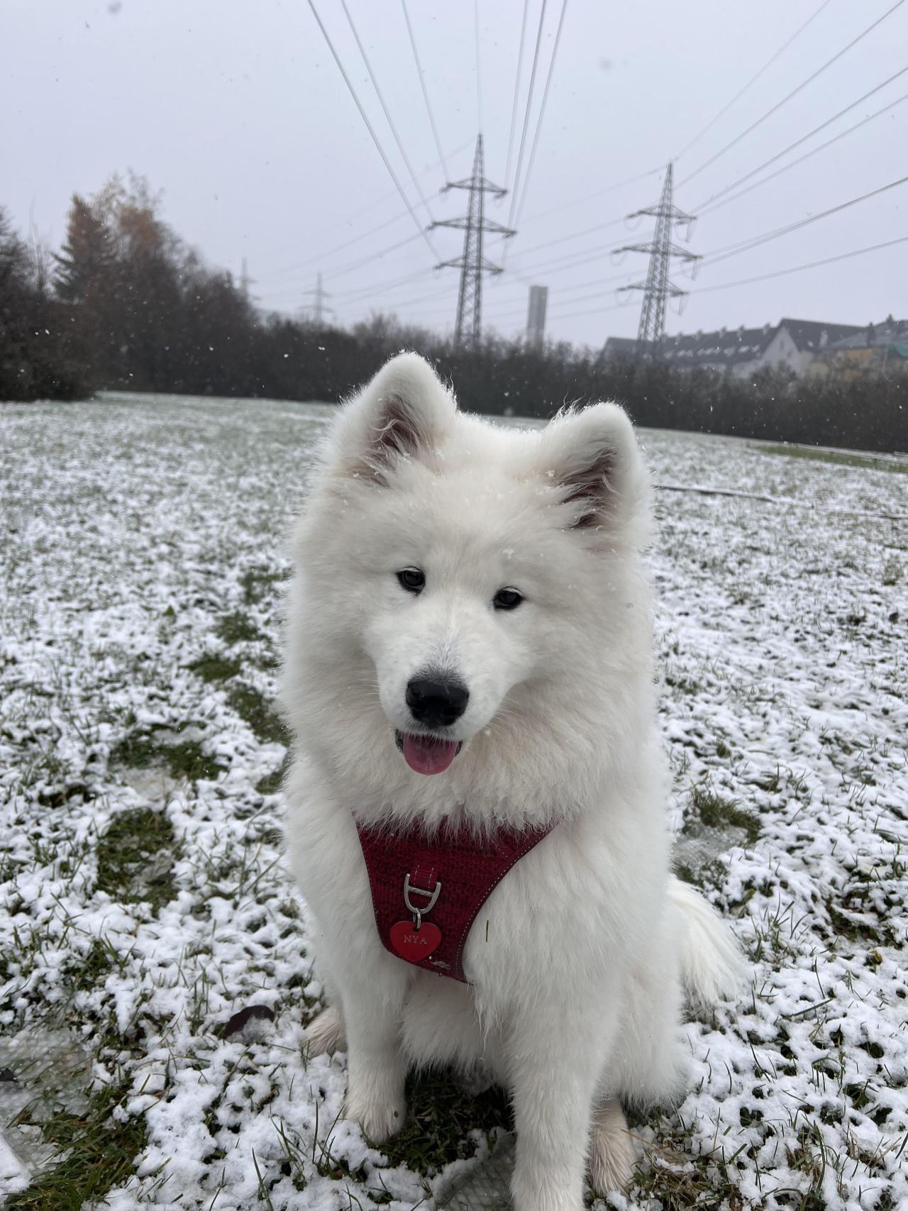 inline reddit: samoyeds