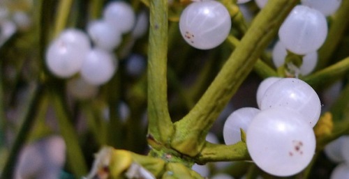 Many a holiday reveler has found romance under the mistletoe this time of year. Little do they know 