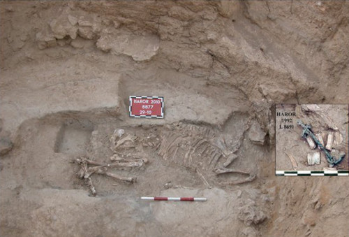 Archaeologists discovered the bones of a donkey from 3,500 years ago in southern Israel. Based on it