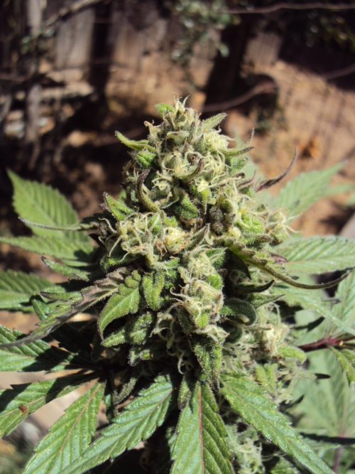 weedporndaily:  Time to grow somemore!! 