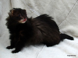 owlette:  BLACK SABLE ANGORA, MY DREAM WEEZ.  scream