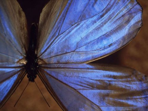 sci-universe:  Patterns in nature: butterflies. adult photos