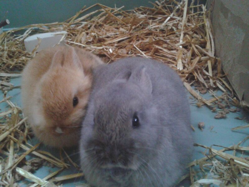 Our little furbuns are all settled in and starting to be brave and begin exploring.