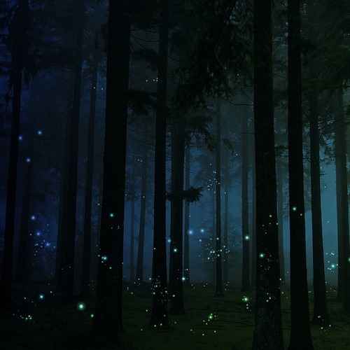 bonitavista:  Fireflies, United Kingdomphoto via lauren