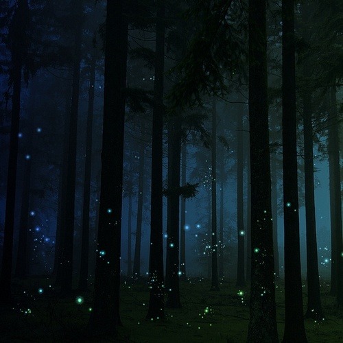 XXX bonitavista:  Fireflies, United Kingdomphoto photo