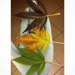 weedporndaily:  Letting the leaves fall 🍃✂🍁