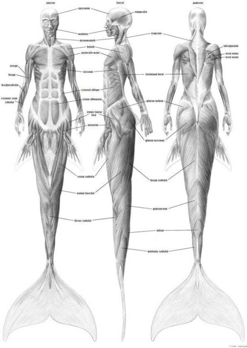 ignissannat:  Mermaid anatomy 
